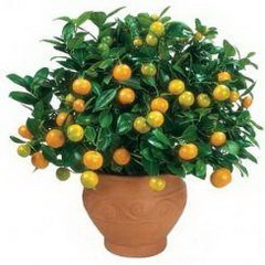 پرتقال زینتی